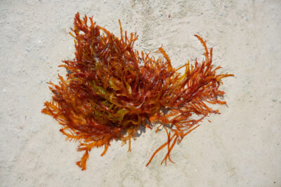 Red Tide Debris: It's hard to believe small plants can suffocate thousands of tons of sealife.